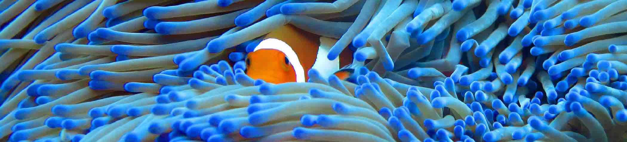 anemone fish