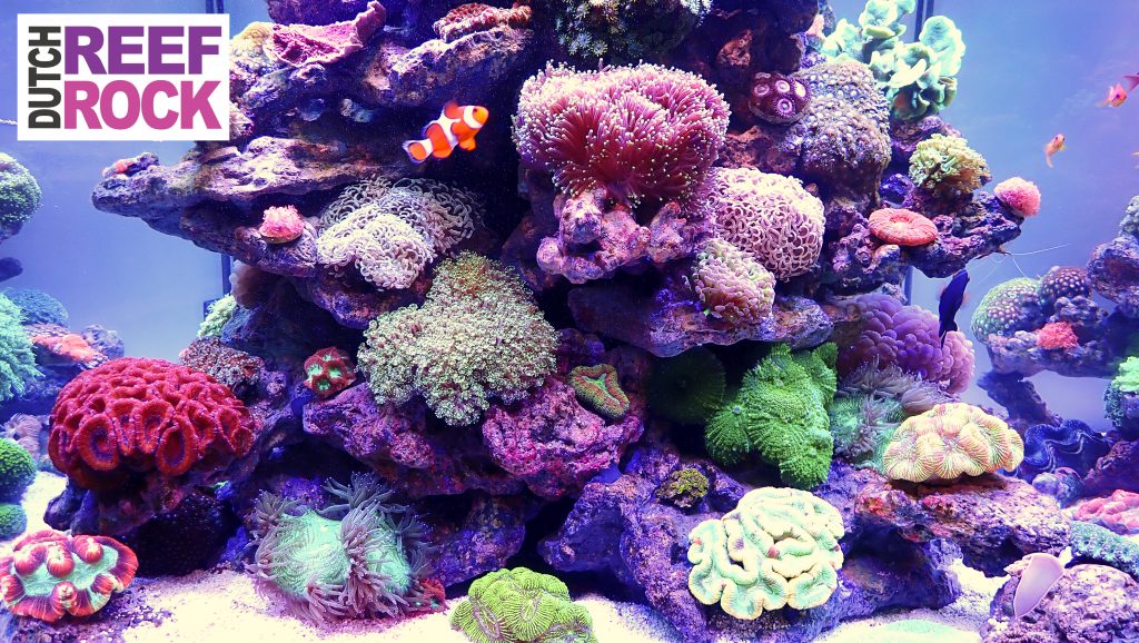 dutch reef Rock salt water aquarium